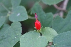 Malvaviscus arboreus var. mexicanus